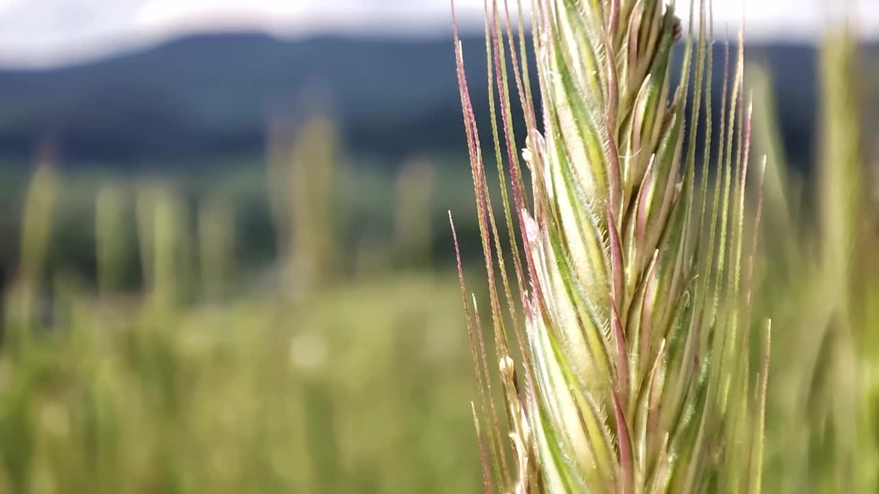 一位男性农民在夕阳下走过黑麦麦田，用手触摸着黑麦和小麦的绿色穗。一个农民的手触摸麦田里的黑麦穗，检查他的收获。农业。视频素材