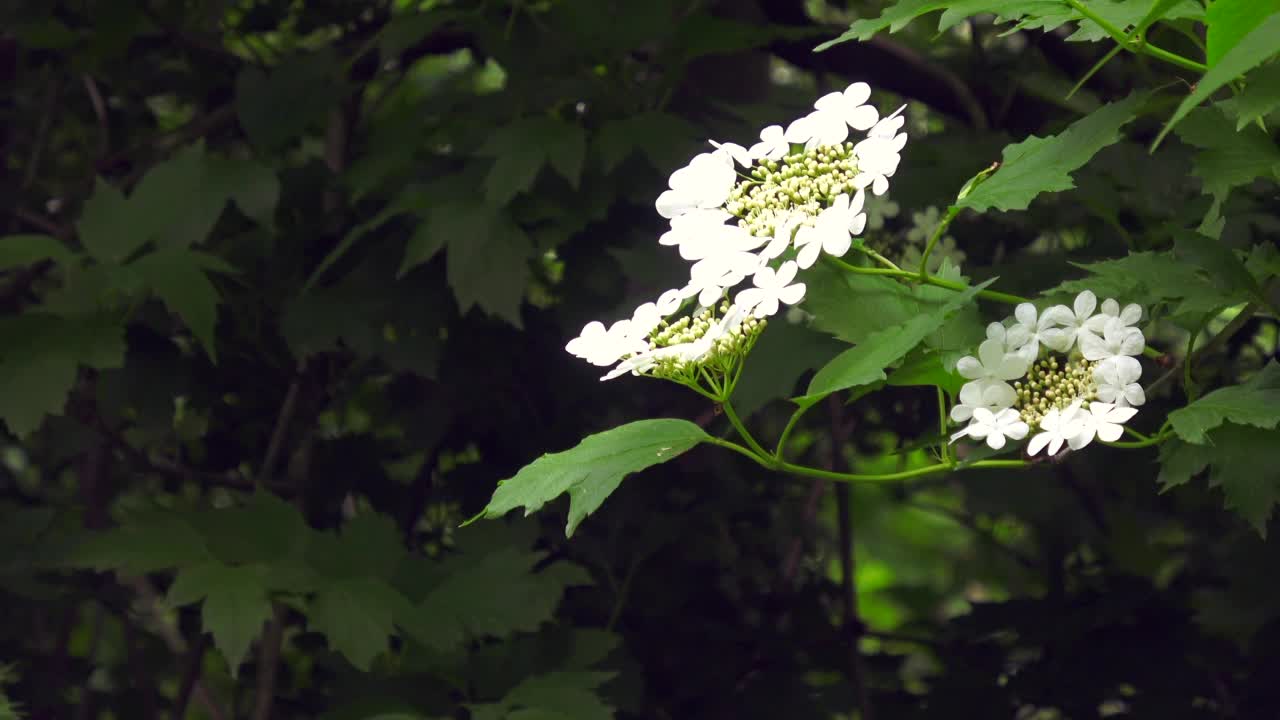 花荚莲属的植物视频素材