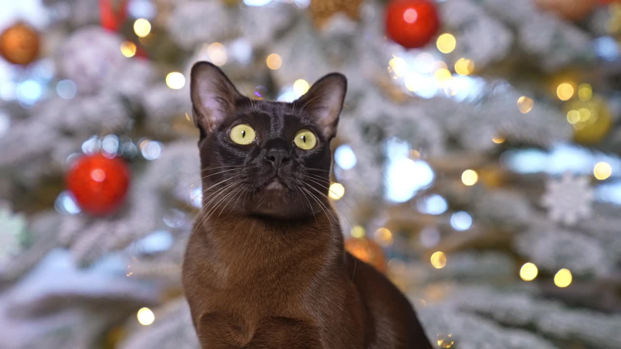 搞笑可爱猫庆祝新年的肖像。深色猫咪与圣诞树合影。视频素材