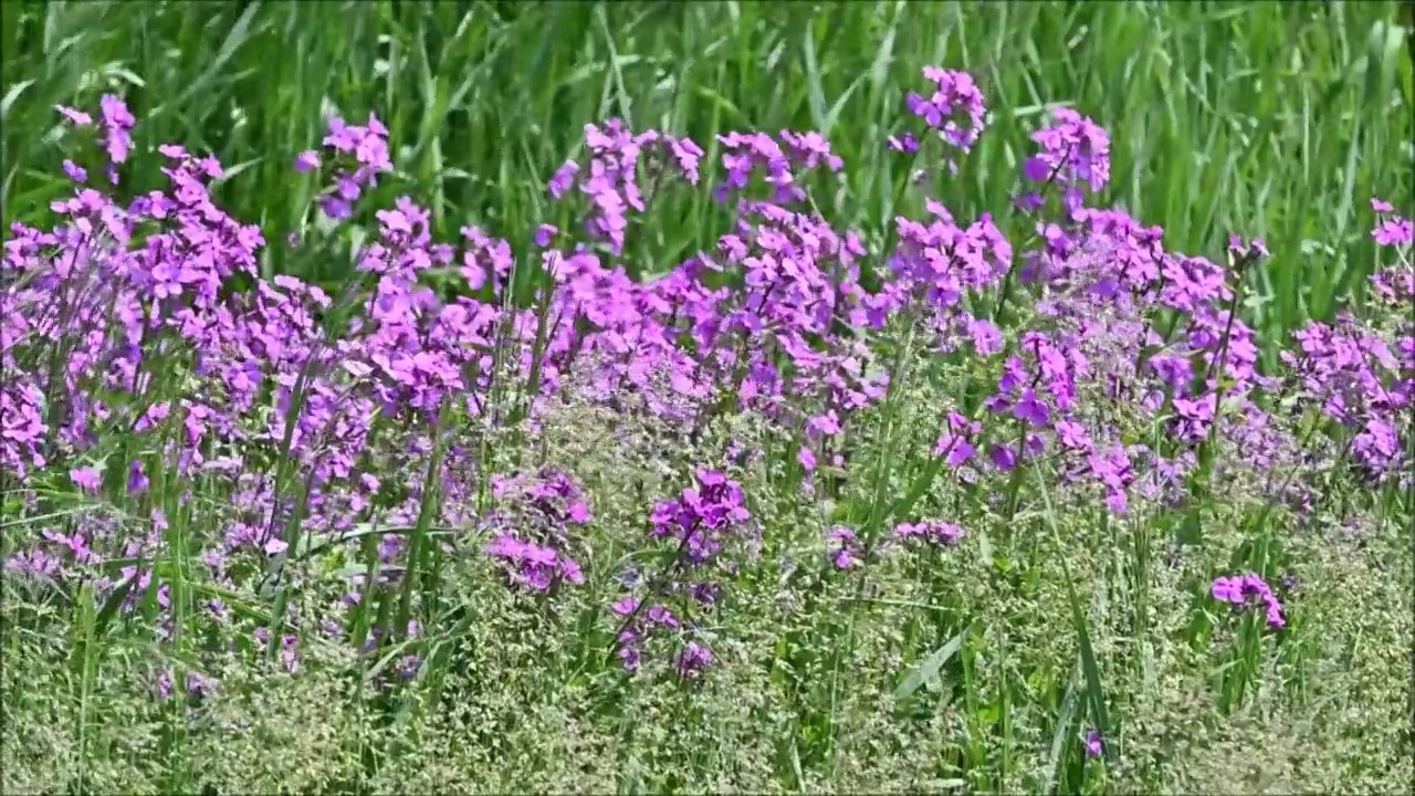 风中之花视频素材