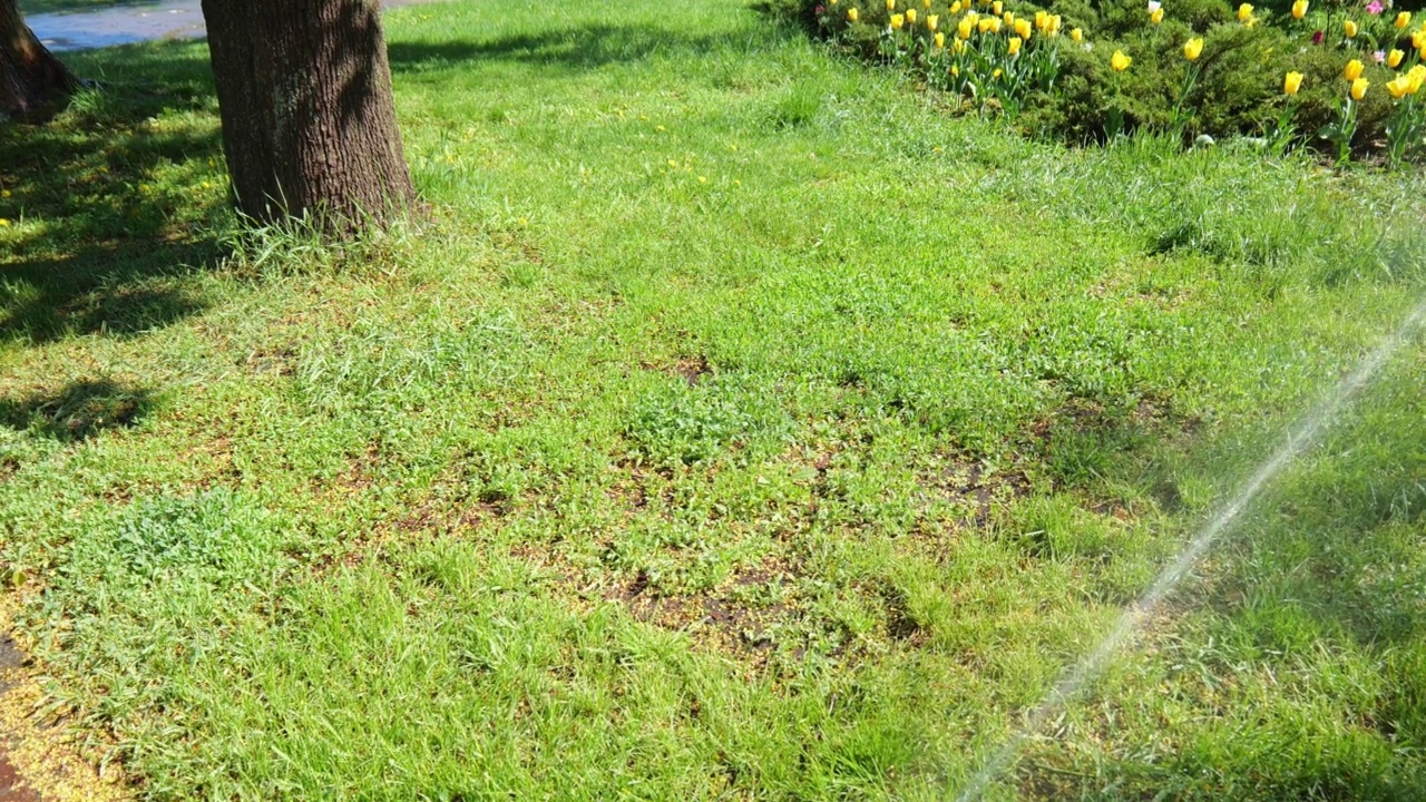 一股水流在城市公园里浇草浇花。夏天的水。慢动作的水。浇水视频素材