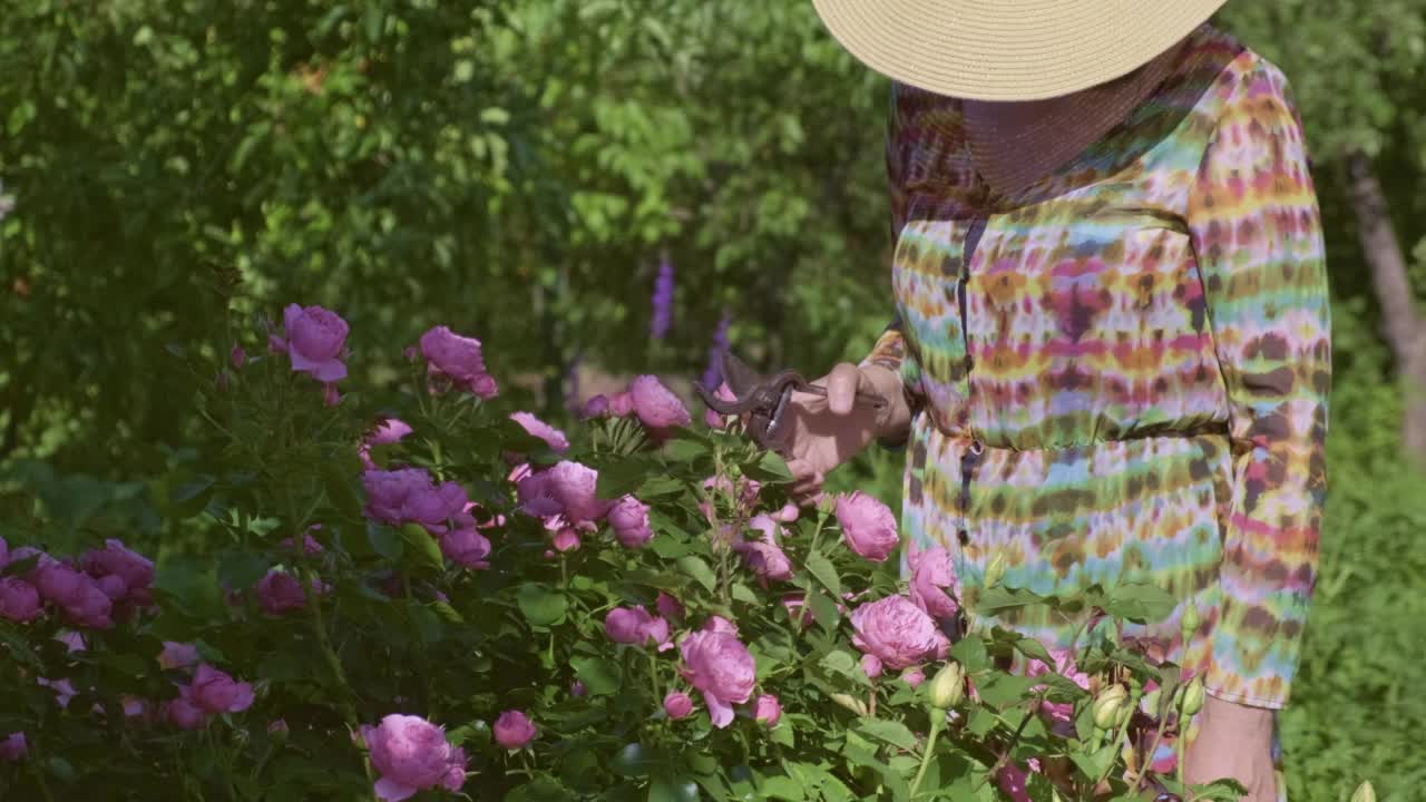 女园丁用修枝器修剪粉红色的玫瑰。一个女孩在乡村花园的肖像。女人切割和闻玫瑰。在美丽的花园里修剪鲜花。园艺慢动作视频素材