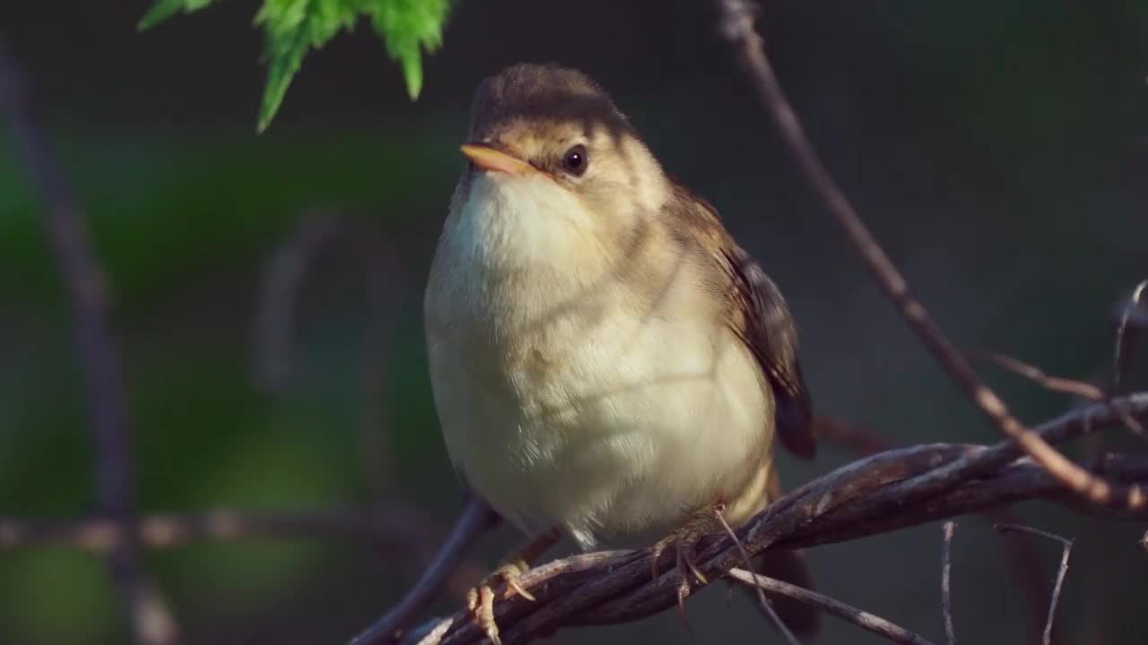 鸟-沼泽莺(Acrocephalus palustris)藏在灌木丛和啁啾在夏天的晚上。视频素材