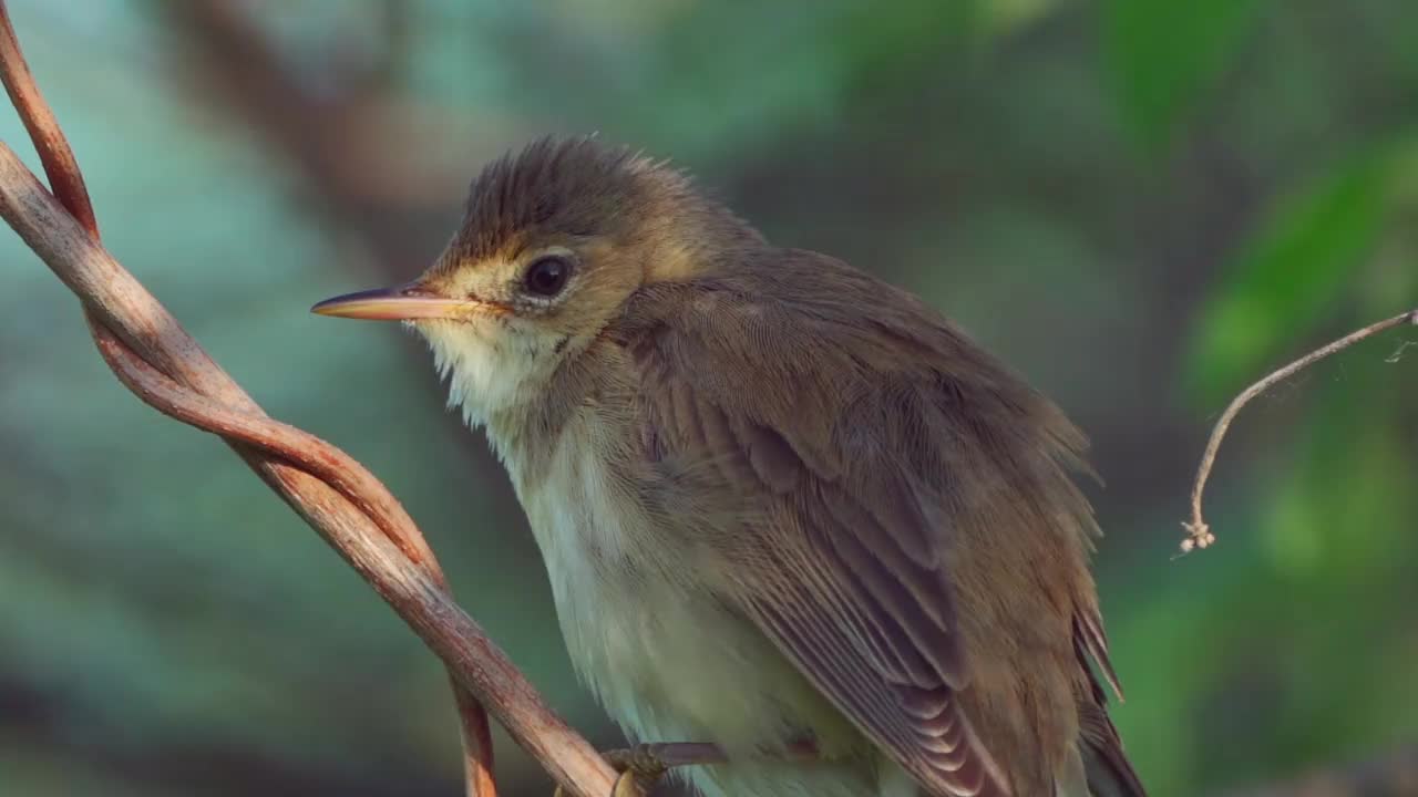 鸟-沼泽莺(Acrocephalus palustris)藏在灌木丛和执行卫生程序在夏天的晚上。视频素材