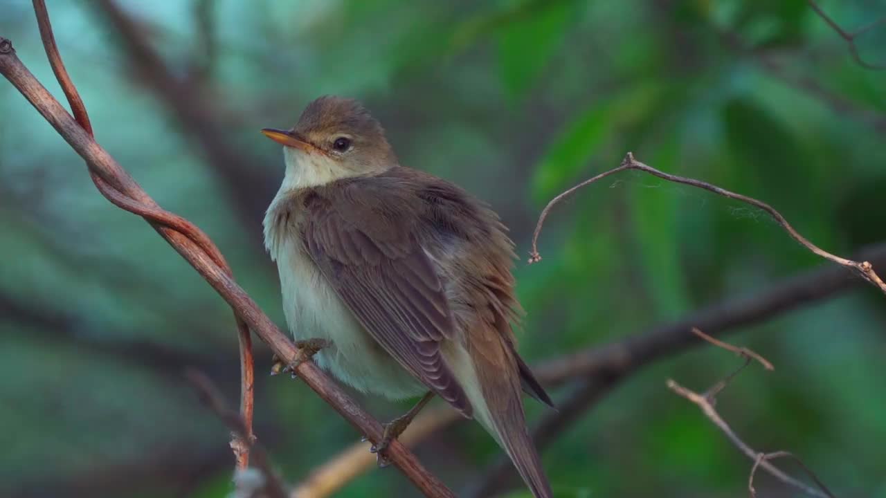 鸟-沼泽莺(Acrocephalus palustris)藏在灌木丛和执行卫生程序在夏天的晚上。视频素材