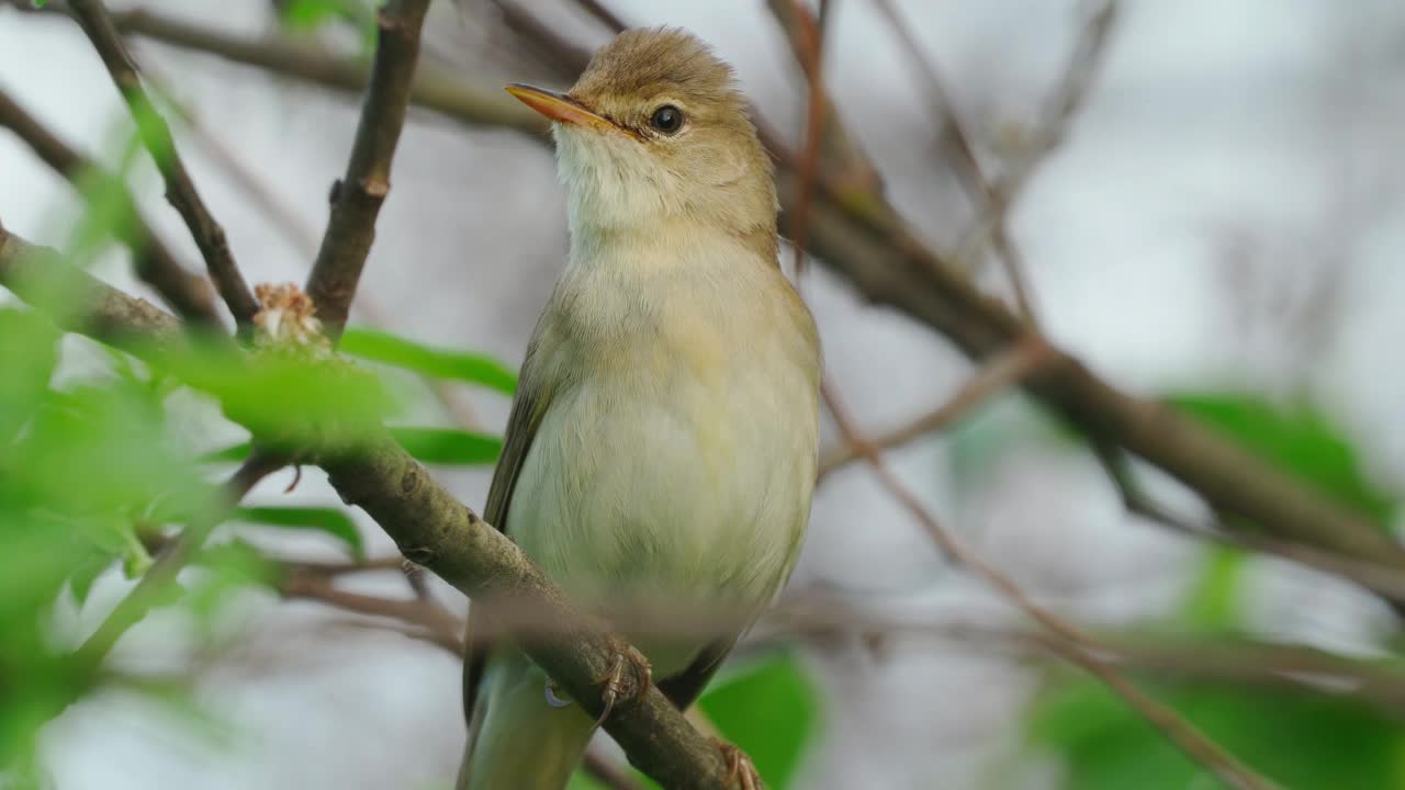 鸟-沼泽莺(Acrocephalus palustris)藏在灌木丛和啁啾在夏天的晚上。视频素材