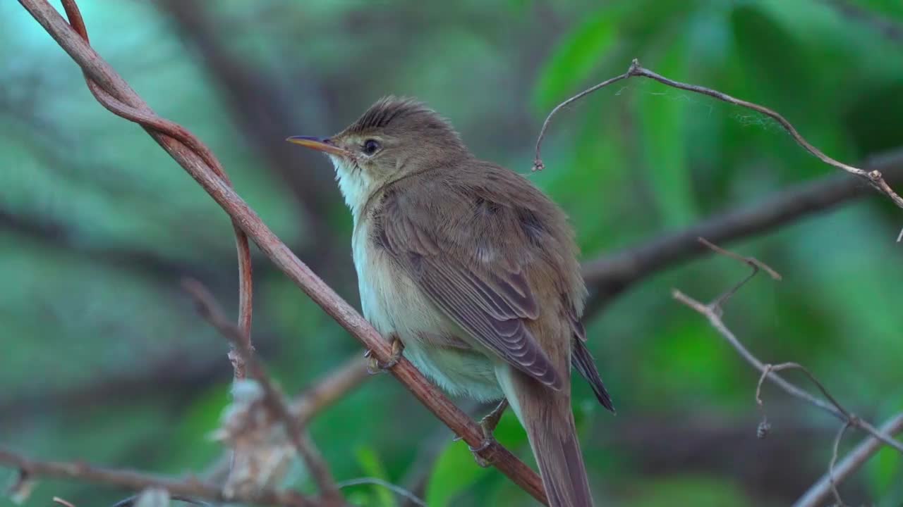 鸟-沼泽莺(Acrocephalus palustris)藏在灌木丛和执行卫生程序在夏天的晚上。视频素材