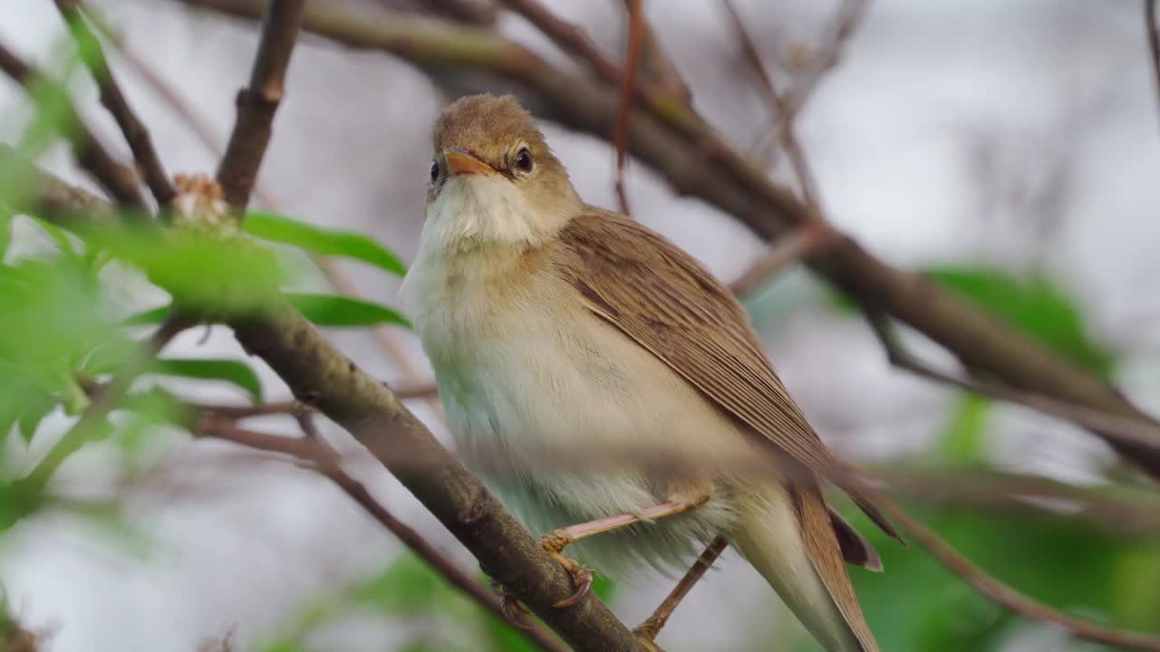 鸟-沼泽莺(Acrocephalus palustris)藏在灌木丛和执行卫生程序在夏天的晚上。视频素材