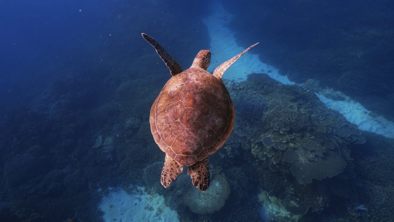 平静的大海和海龟视频素材