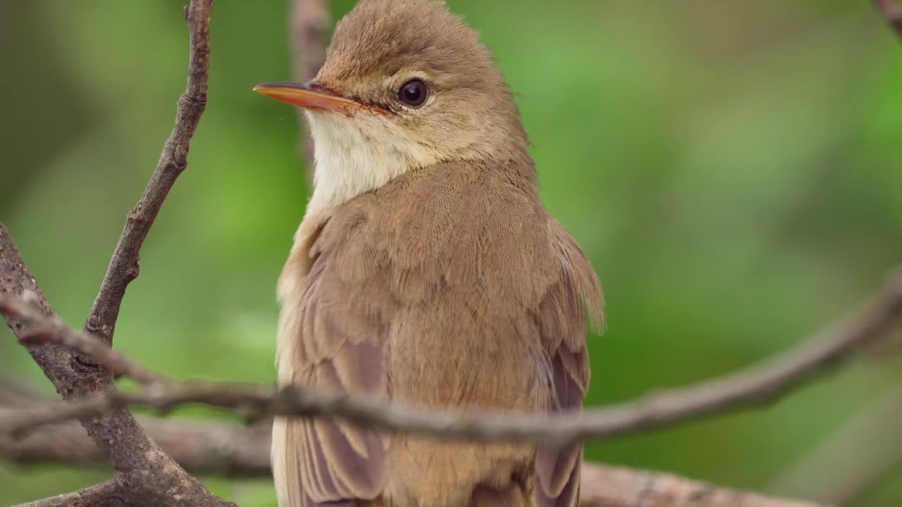 鸟-沼泽莺(Acrocephalus palustris)藏在灌木丛和执行卫生程序在夏天的晚上。视频素材