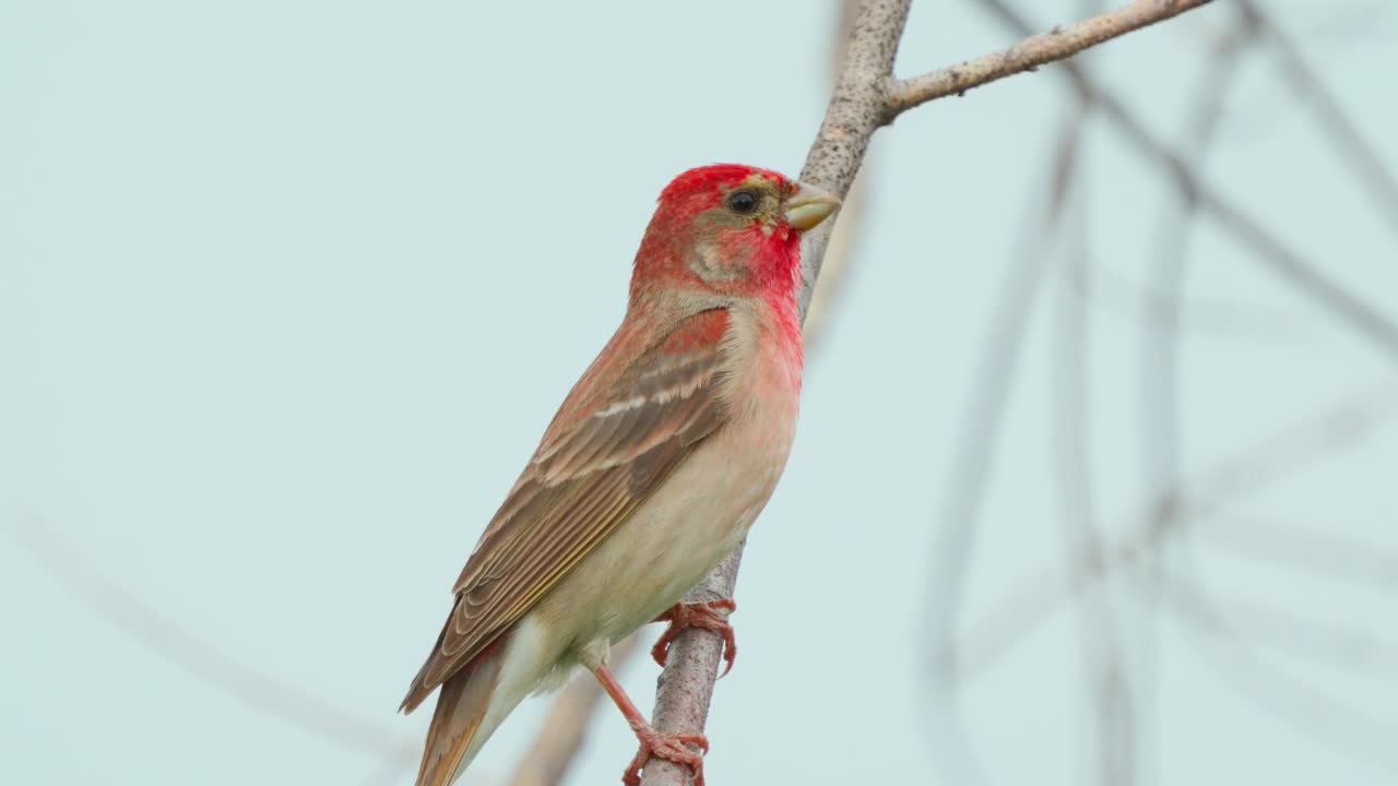 鸟类——普通朱雀(Carpodacus erythrinus)坐在灌木的树枝上，在一个阳光明媚的夏天的晚上唱歌。视频素材