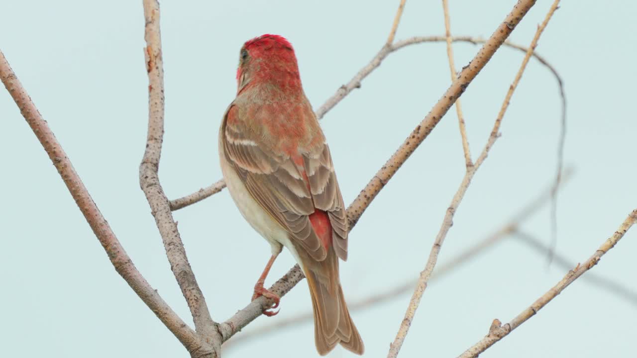 鸟类——普通朱雀(Carpodacus erythrinus)坐在灌木的树枝上，在一个阳光明媚的夏天的晚上唱歌。视频素材