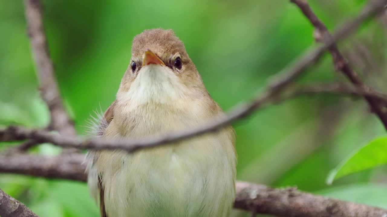 鸟-沼泽莺(Acrocephalus palustris)藏在灌木丛和啁啾在夏天的晚上。视频素材