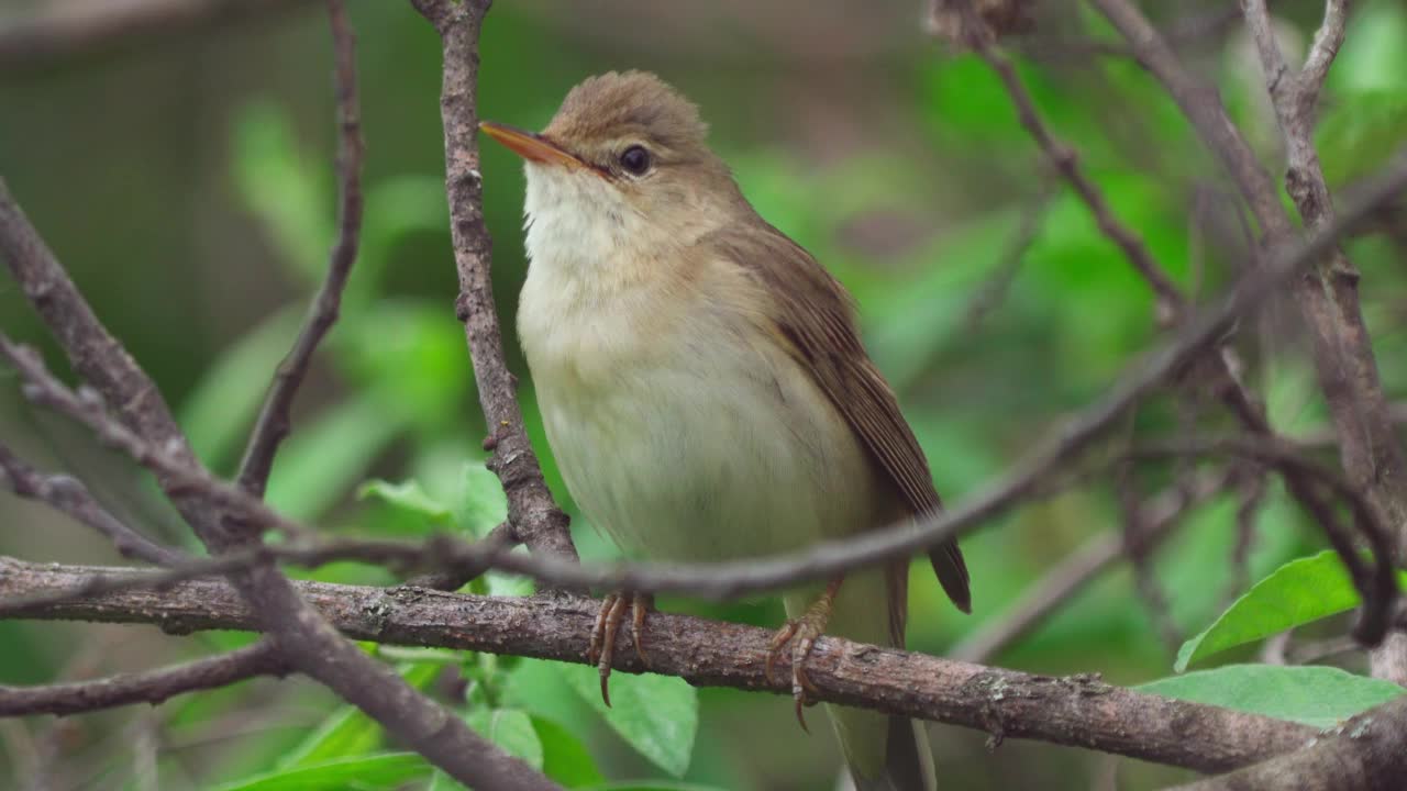 鸟-沼泽莺(Acrocephalus palustris)藏在灌木丛和啁啾在夏天的晚上。视频素材