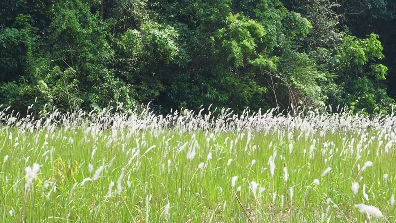 山上的草地上有森林视频素材