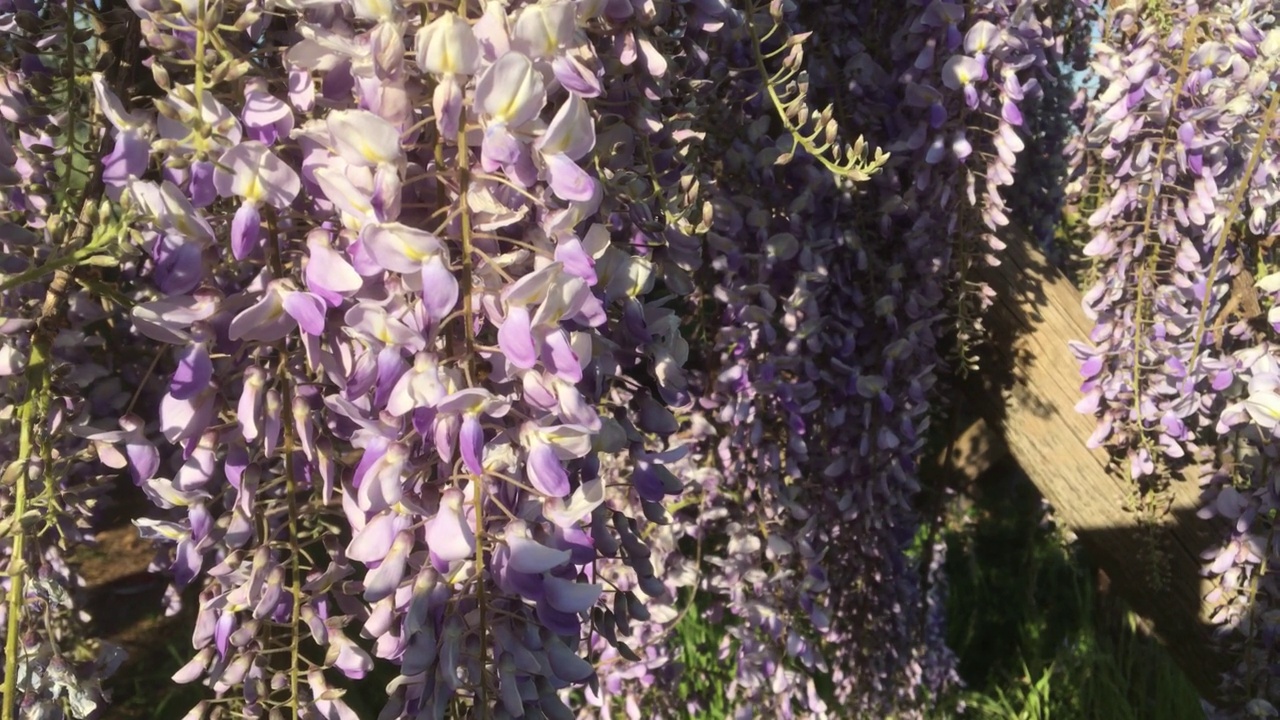 蜜蜂为紫藤花授粉视频素材