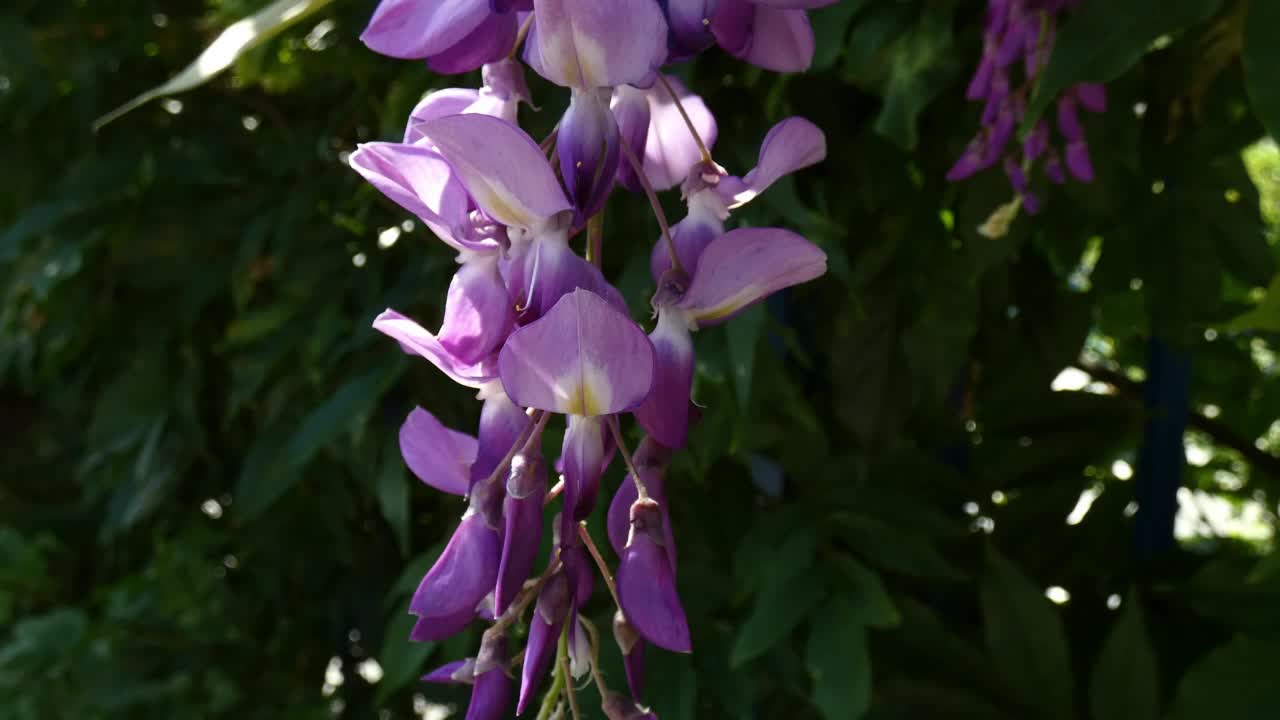 蜜蜂为紫藤花授粉视频素材