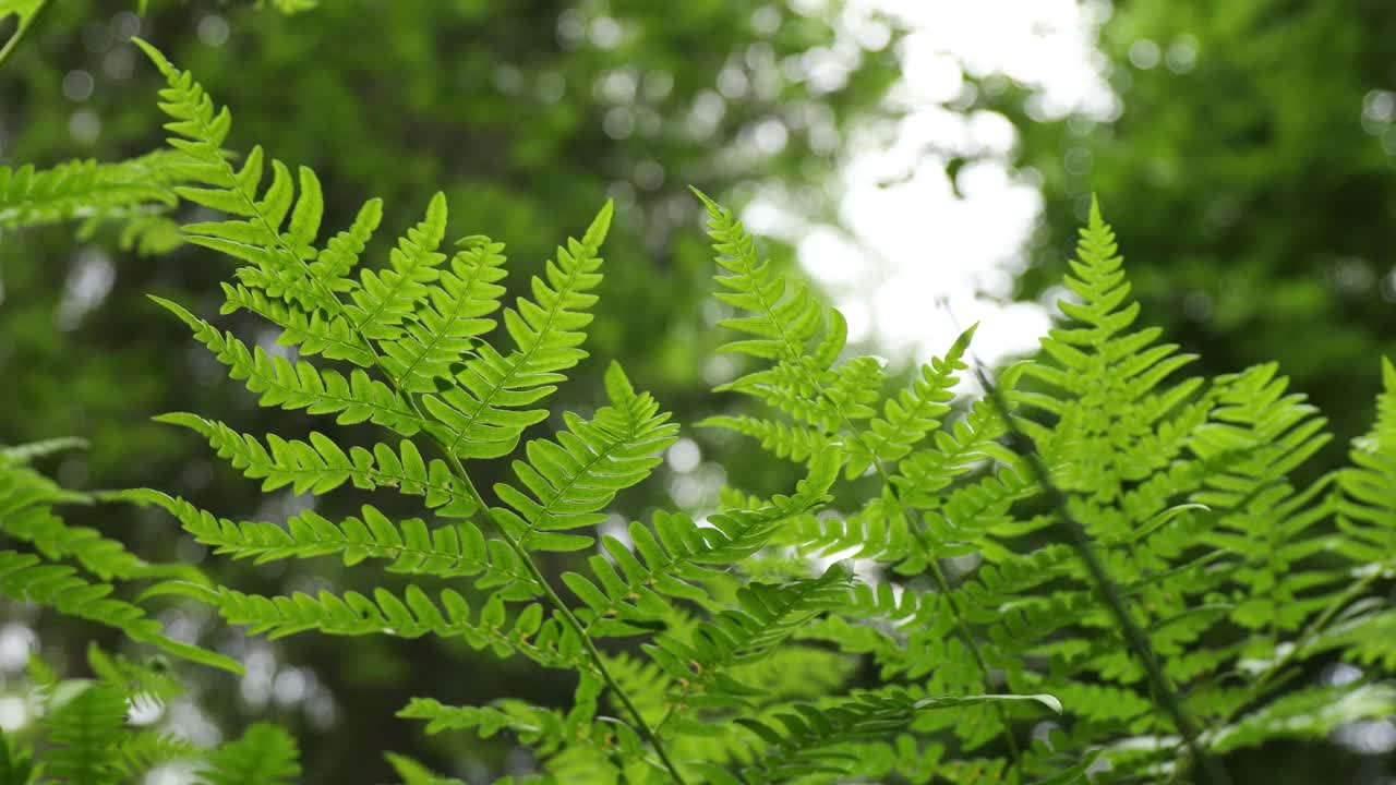 森林蕨类，自然背景。绿色的树叶。视频下载