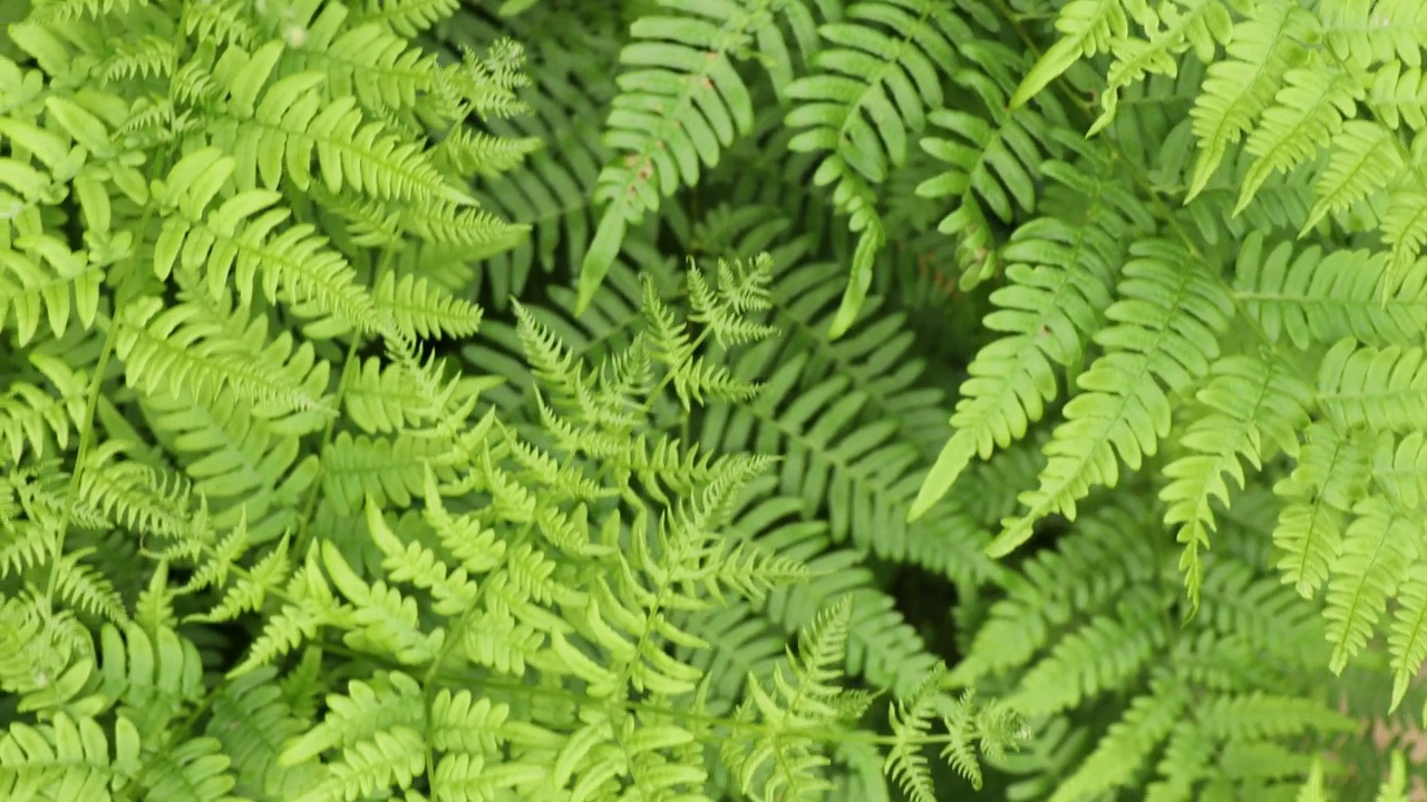 森林植物区系，夏季绿叶。视频下载