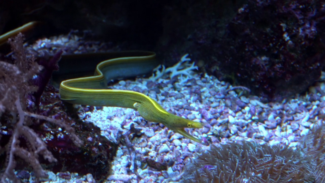 彩带鳗鱼，Rhinomuraena quaesita，在水族馆底部的清澈水中视频素材