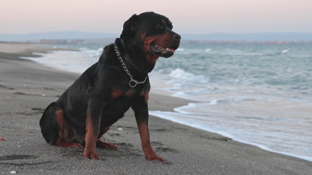 罗威纳犬坐在海滩上，背景是大海视频素材