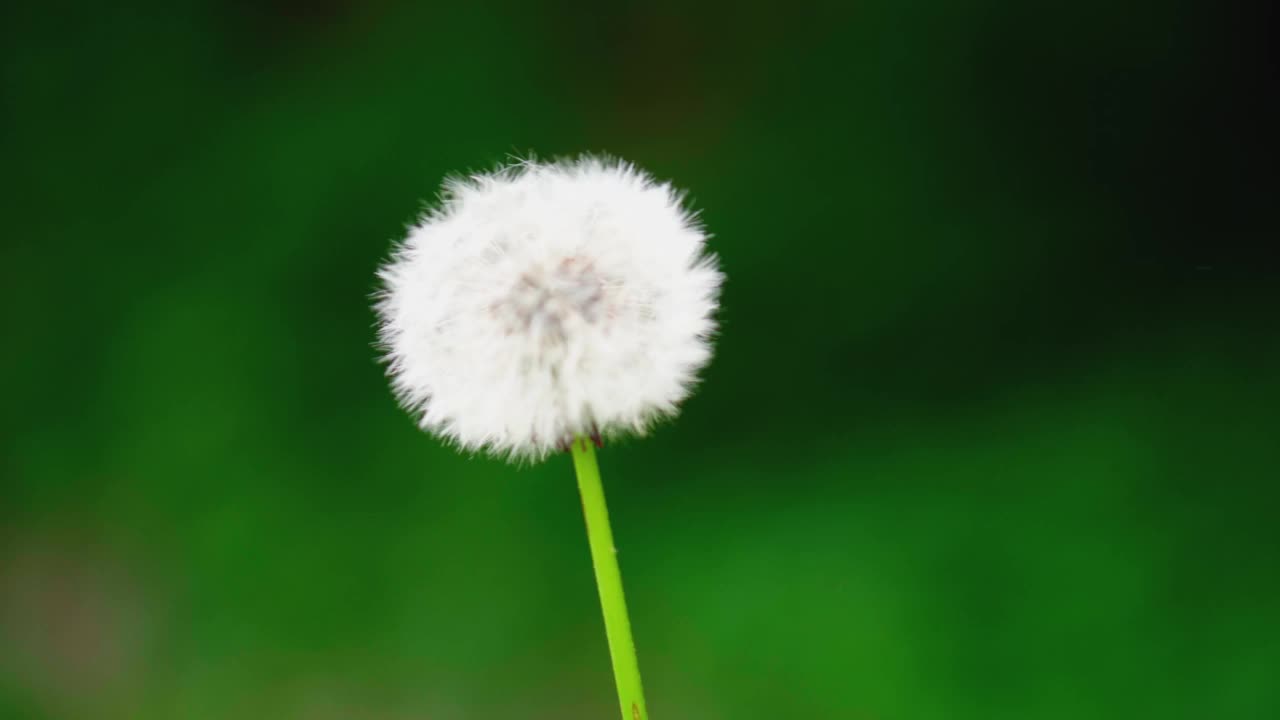 年轻美丽的女人吹着成熟的蒲公英，蒲公英的种子四处飞扬。蒲公英花在大自然的姑娘手中。用手机拍照。视频素材