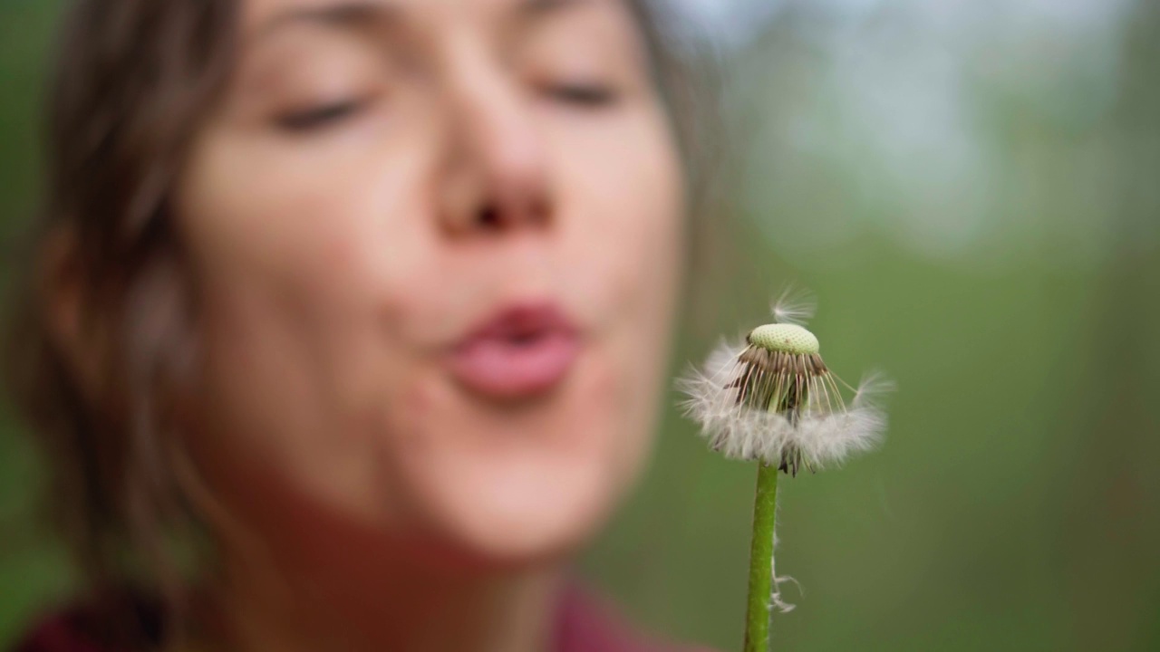 年轻美丽的女人吹着成熟的蒲公英，蒲公英的种子四处飞扬。蒲公英花在大自然的姑娘手中。用手机拍照。视频素材