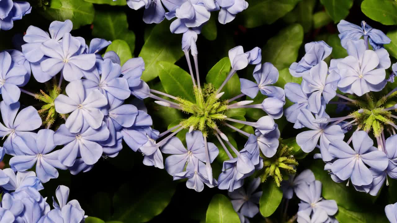 盛开的蓝色白花(蓝白花)的时间流逝。这些花在家庭花园中很常见，它们在全球温暖的热带气候中茁壮成长，4k镜头工作室拍摄俯视图。视频素材