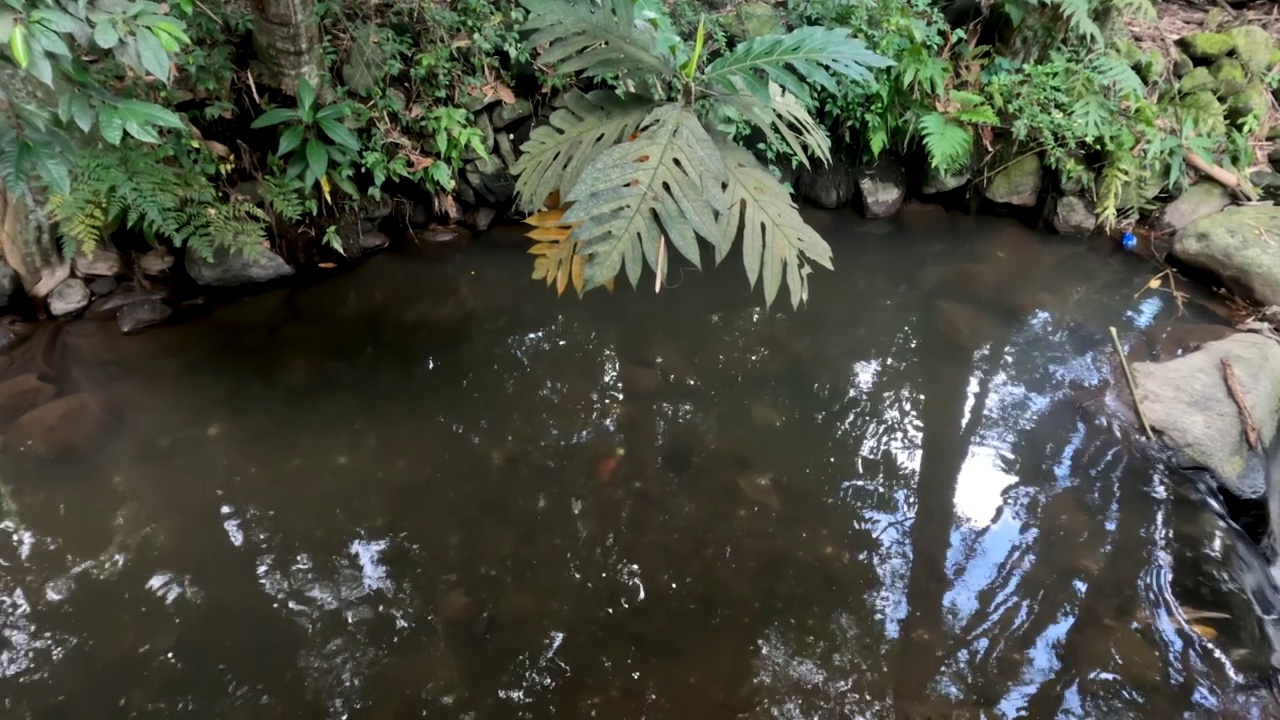 一条流过农村地区的小河，它的水用来灌溉稻田视频素材