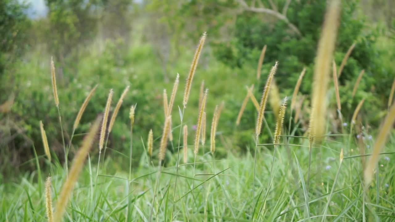 绿油油的小草在风中飘舞，如此美丽视频素材