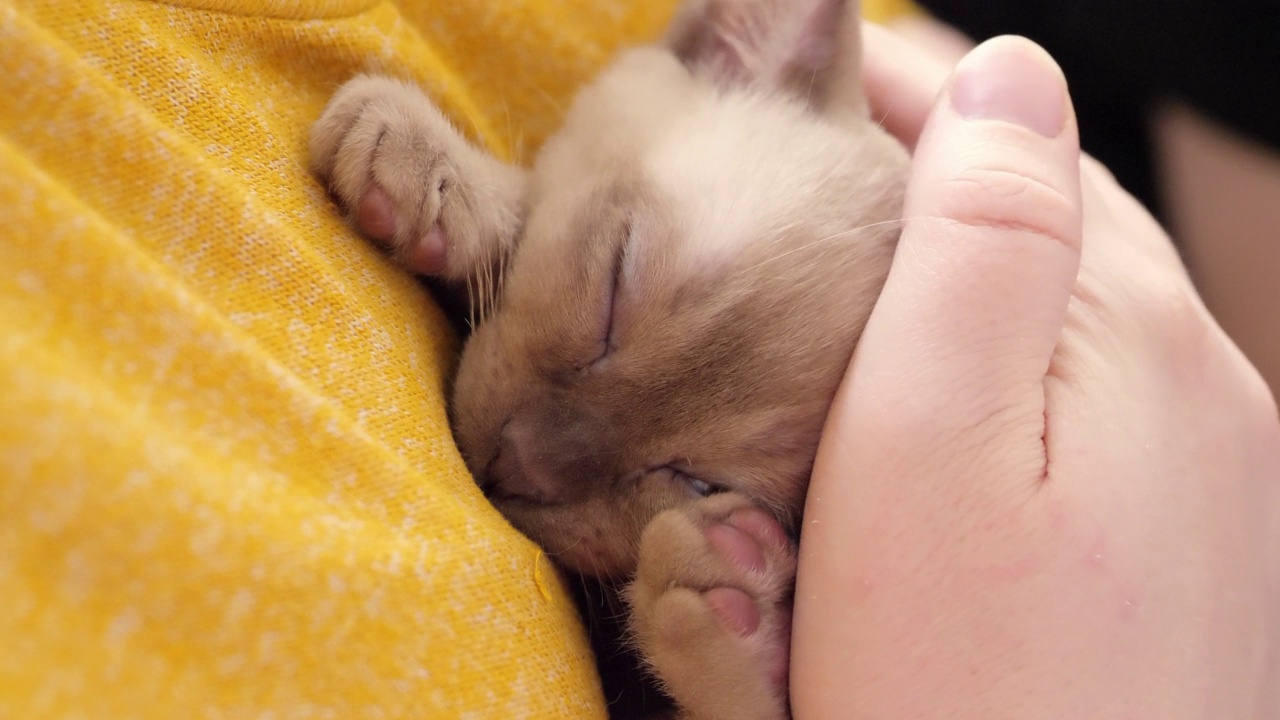 主人手里的小猫顽皮又快乐。女孩抚摸小猫。可爱的缅甸猫的肖像，国内小猫躺在手上。猫睡觉。快乐可爱宠物的概念视频素材