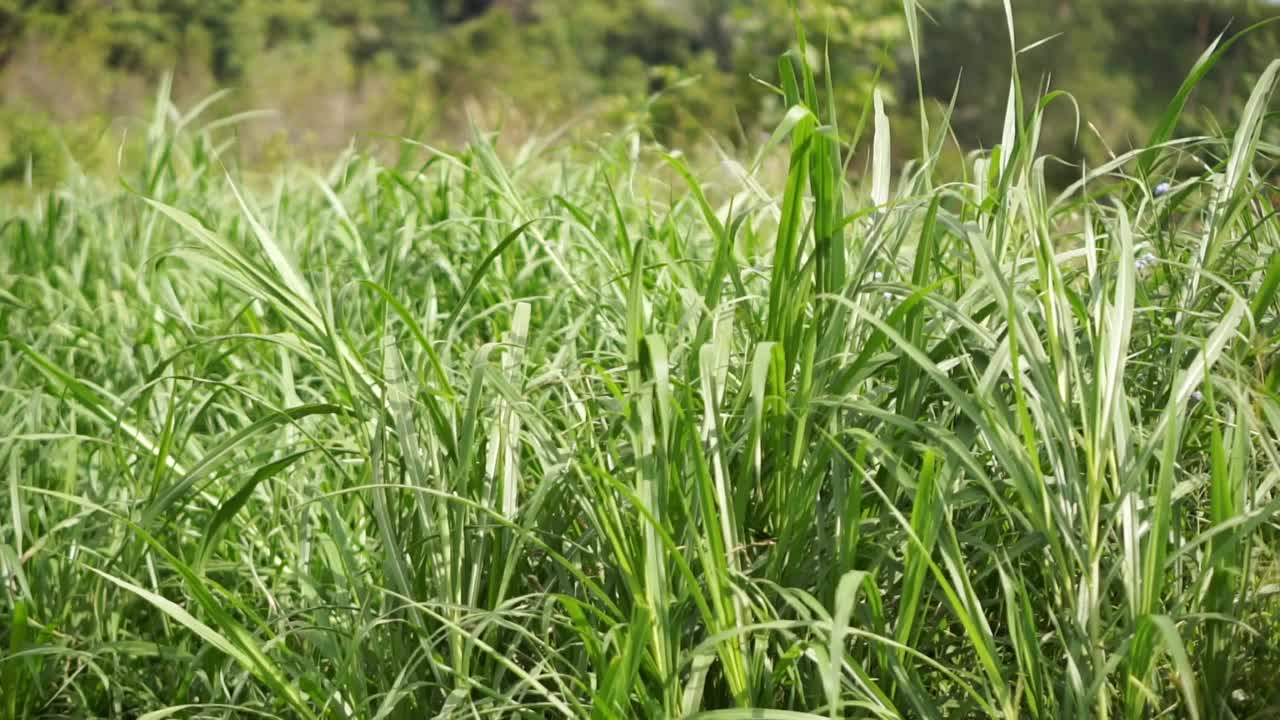 绿油油的小草在风中飘舞，如此美丽视频素材