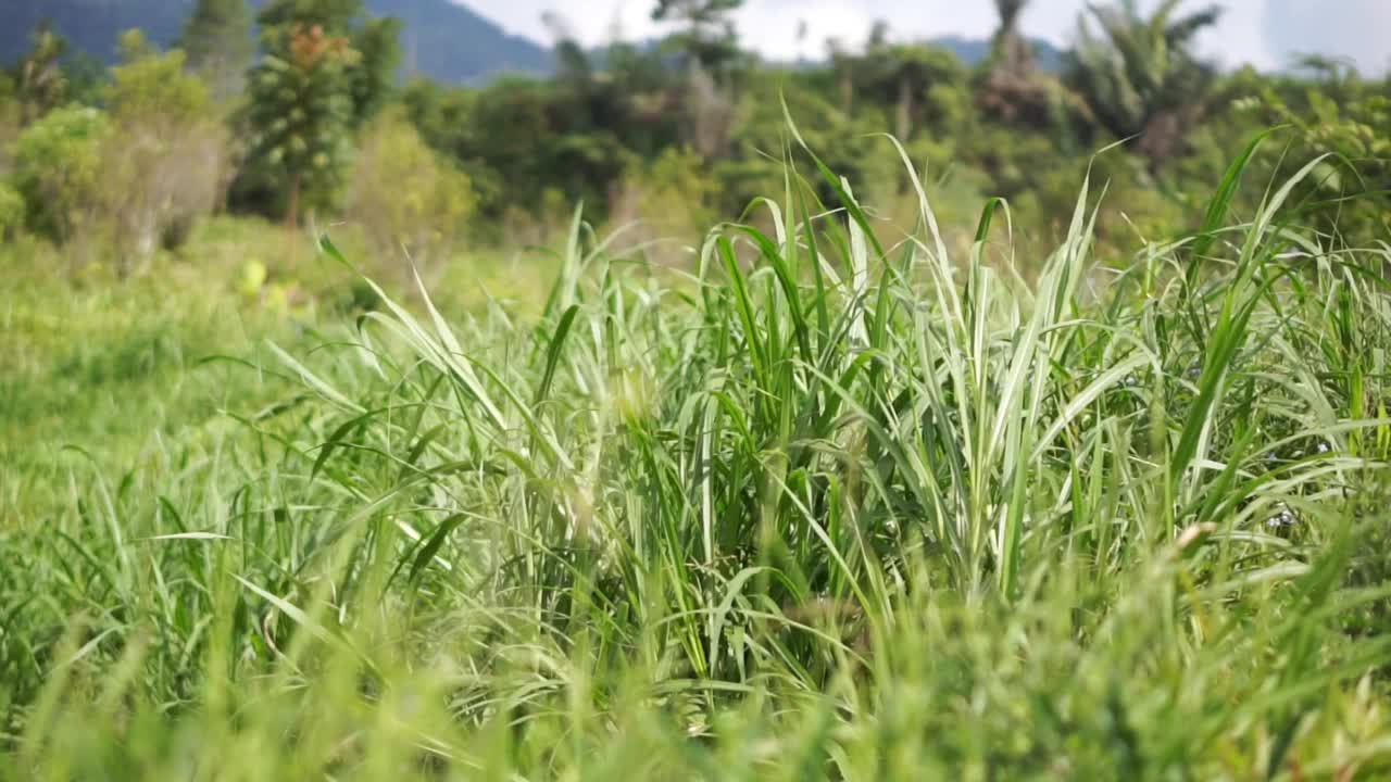 绿油油的小草在风中飘舞，如此美丽视频素材