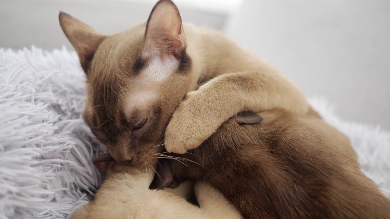 一只可爱的缅甸小猫和一只母猫清洁她的孩子的肖像。家猫躺在猫床上。猫在睡觉。主人手里的小猫活泼开朗。快乐宠物的概念视频素材