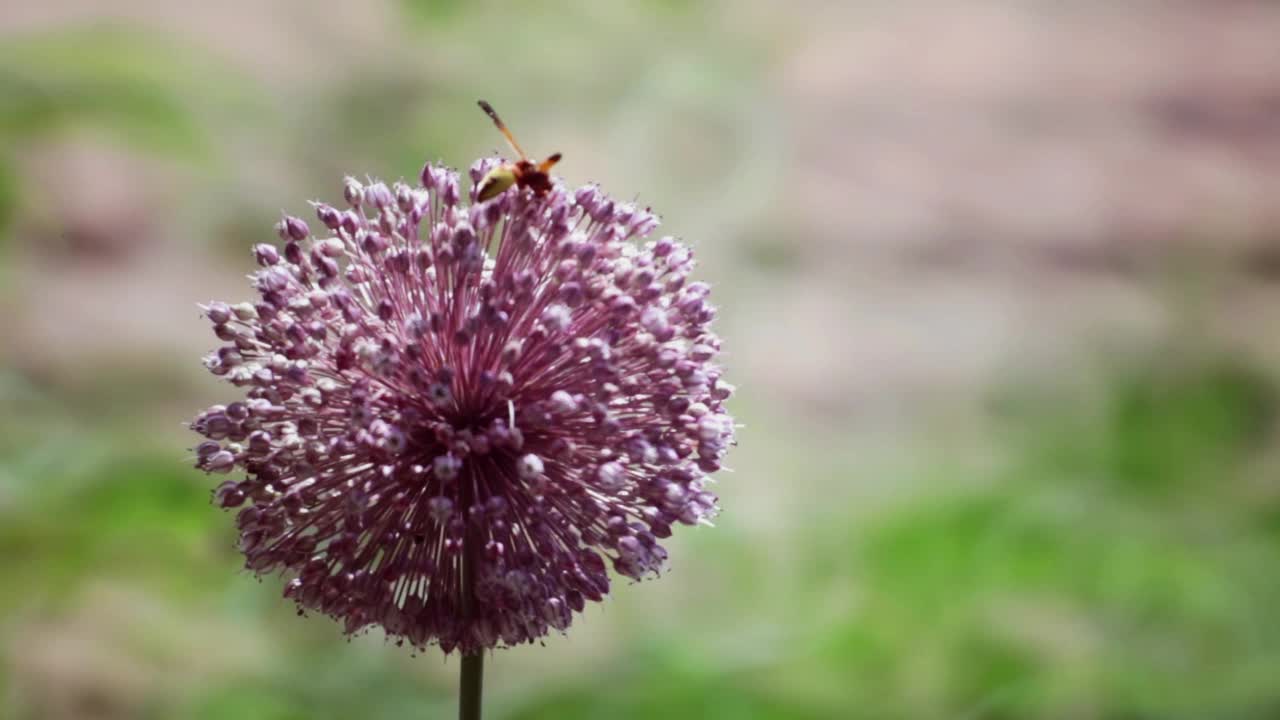 值班的蜜蜂视频素材