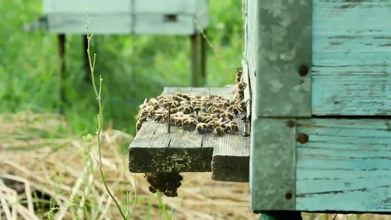 蜂房和蜜蜂视频素材