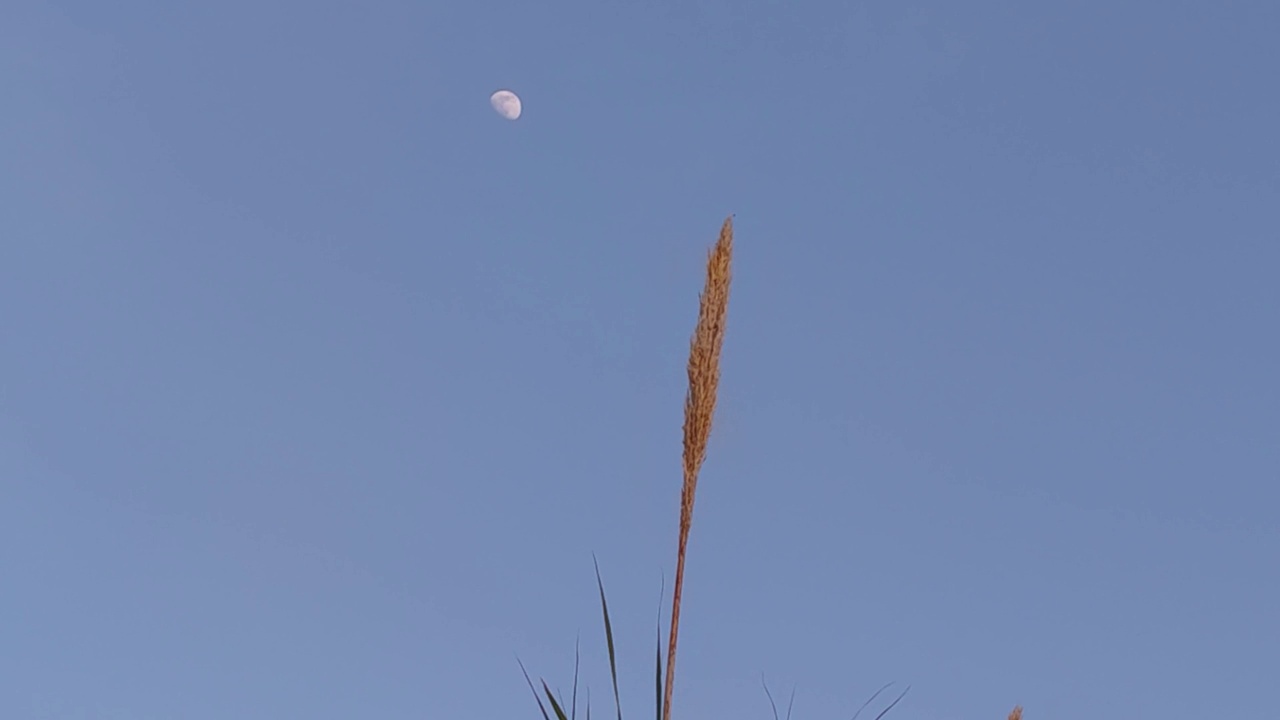 海鸥，蓝天，沙丘，长草。视频素材