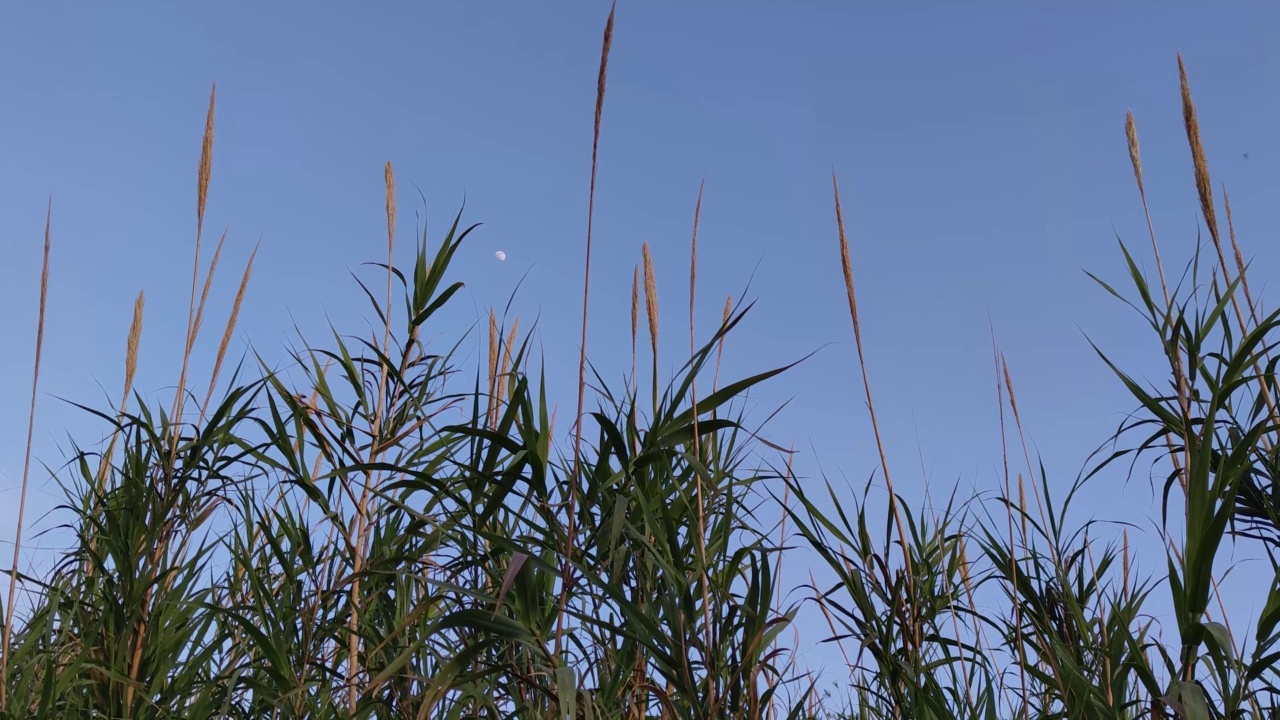 金色的干芦苇与清澈的蓝天为背景。视频素材