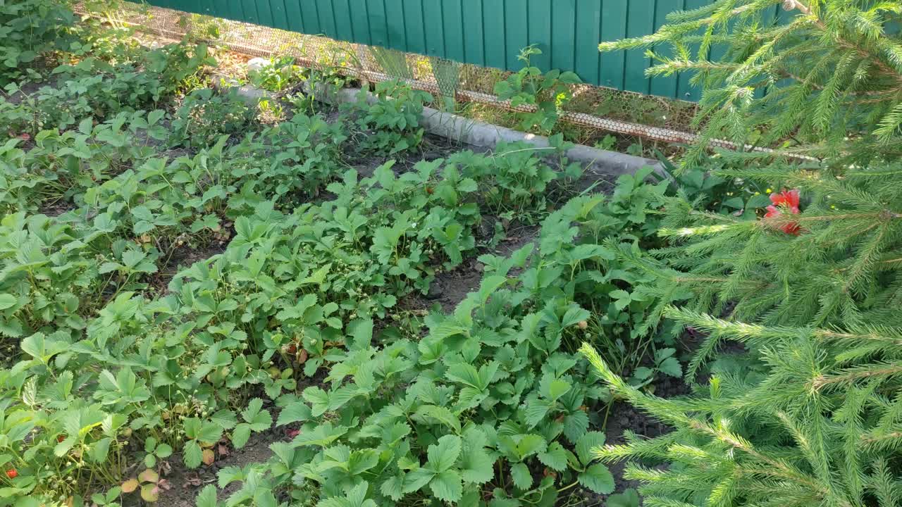 夏天花园里一排排成熟的草莓视频素材