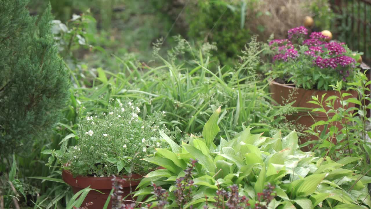 下雨时在花园里种植绿色植物。视频素材