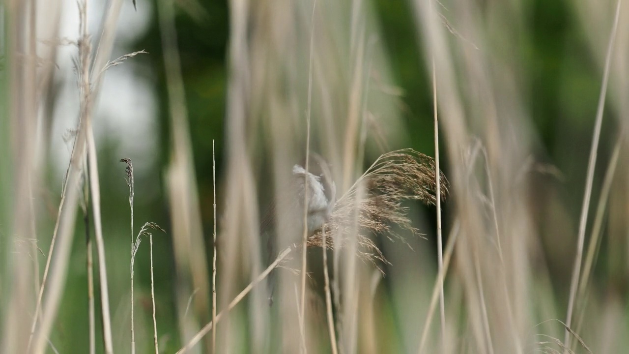 一只雄性Reed Bunting, Emberiza schoeniclus在风中芦苇床上唱歌，在普雷斯顿附近Ribble河上的Brockhole自然保护区。该自然保护区是一个湿地，过去用于提取沙子和砾石。视频素材