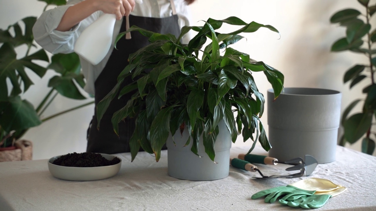 白种女人照顾家里的植物照顾植物视频素材