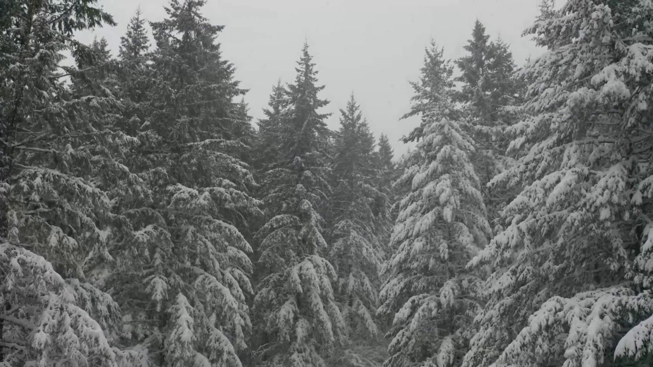 从覆盖着新雪的松林中拔地而起视频素材