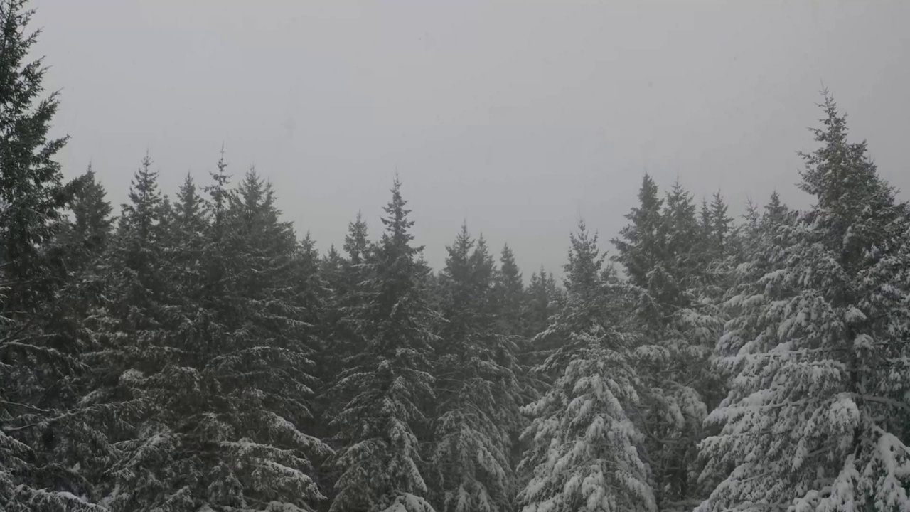 从覆盖着新雪的松林中拔地而起视频素材