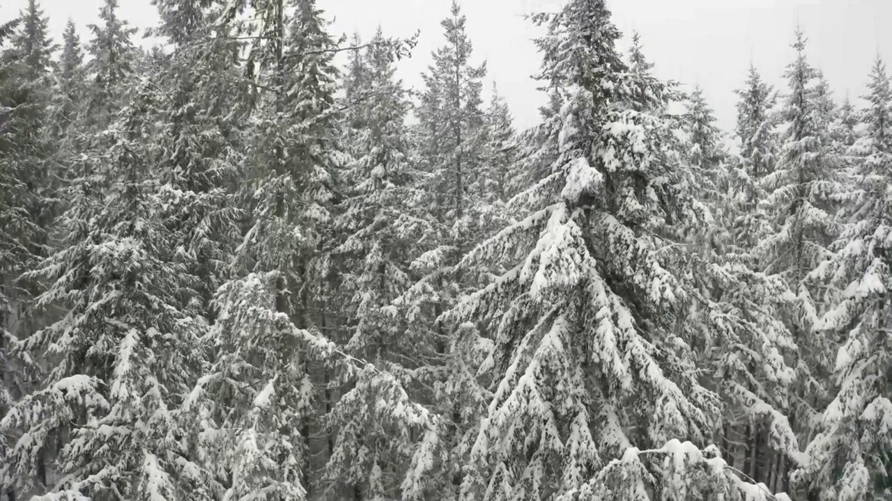 从覆盖着新雪的松林中拔地而起视频素材