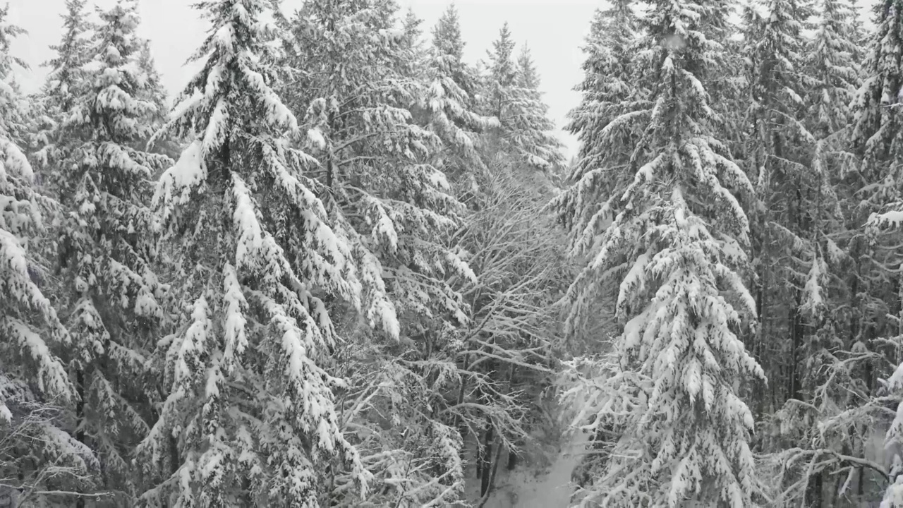 飞过白雪覆盖的松林视频素材