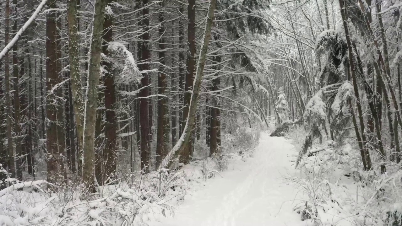 飞过白雪覆盖的松林视频素材