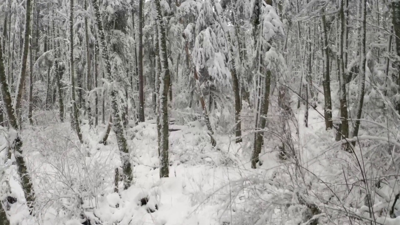 飞过白雪覆盖的松林视频素材