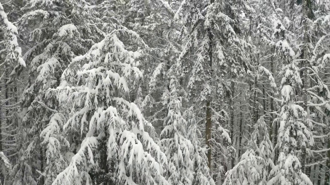 飞过白雪覆盖的松林视频素材