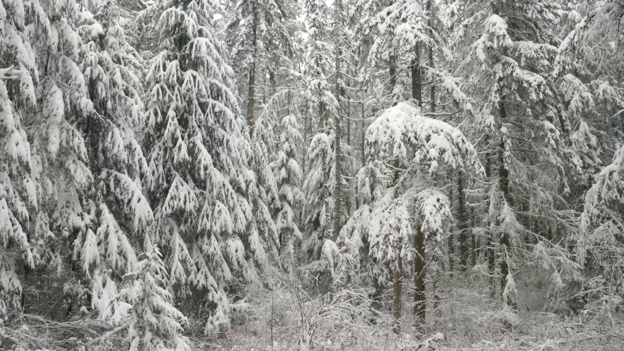 飞过白雪覆盖的松林视频素材